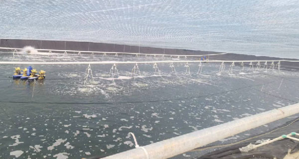 缩略图-福建诏安某大型养殖场(南美白对虾)1.jpg