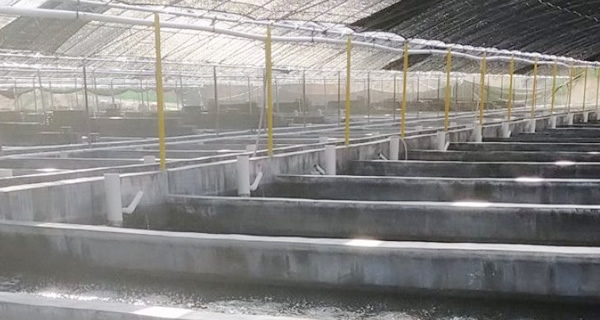 福建漳州鲍苗养殖增氧项目